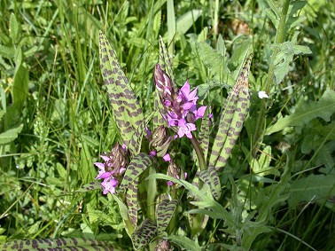 Gevlekteorchis090503